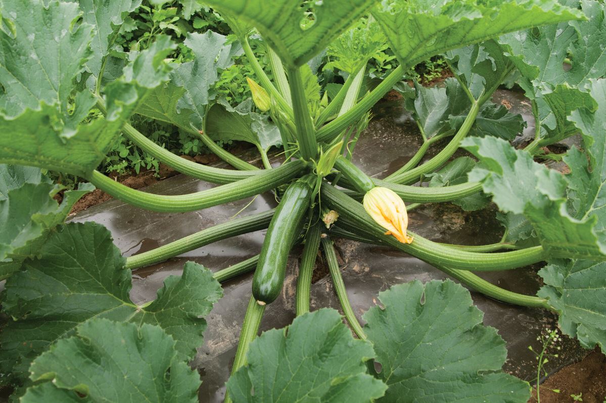 Green Machine – Organic Zucchini Squash Seed